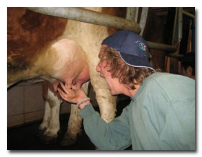 Kurt and Cow image